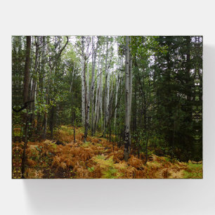 White Birch Trees and Fall Ferns at Rocky Mountain Paperweight
