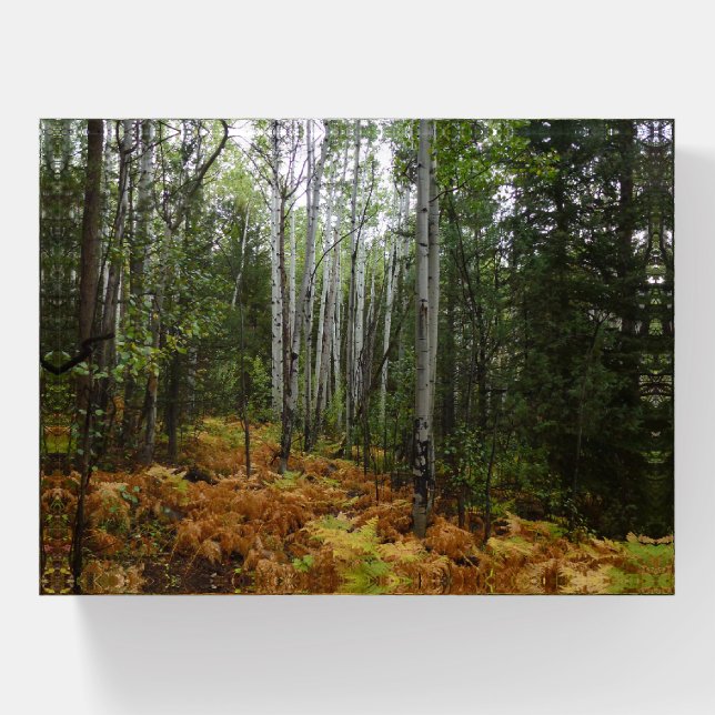 White Birch Trees and Fall Ferns at Rocky Mountain Paperweight (Front)