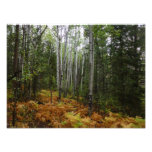 White Birch Trees and Fall Ferns at Rocky Mountain Photo Print