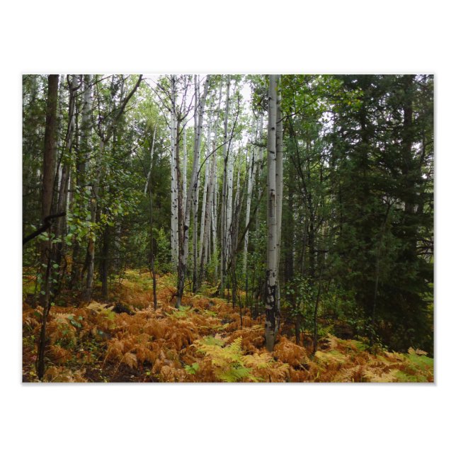 White Birch Trees and Fall Ferns at Rocky Mountain Photo Print (Front)