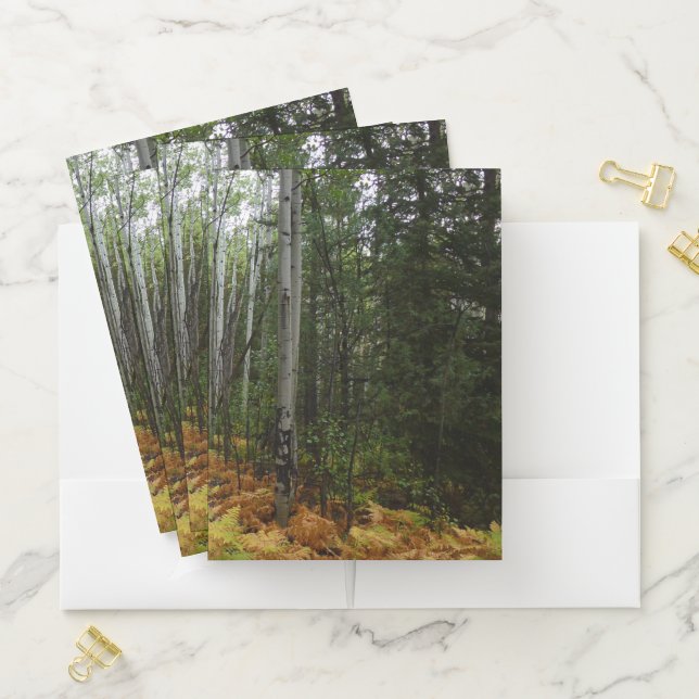 White Birch Trees and Fall Ferns at Rocky Mountain Pocket Folder (In Situ)