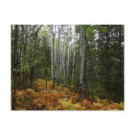 White Birch Trees and Fall Ferns at Rocky Mountain Postcard