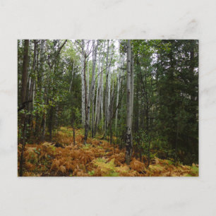 White Birch Trees and Fall Ferns at Rocky Mountain Postcard
