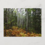 White Birch Trees and Fall Ferns at Rocky Mountain Postcard