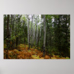White Birch Trees and Fall Ferns at Rocky Mountain Poster