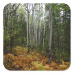 White Birch Trees and Fall Ferns at Rocky Mountain Square Sticker