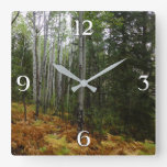 White Birch Trees and Fall Ferns at Rocky Mountain Square Wall Clock