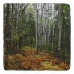 White Birch Trees and Fall Ferns at Rocky Mountain Trivet