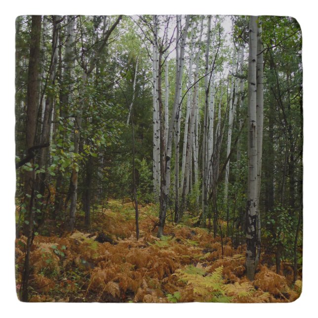 White Birch Trees and Fall Ferns at Rocky Mountain Trivet (Front)