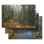 White Birch Trees and Fall Ferns at Rocky Mountain Wrapping Paper Sheets