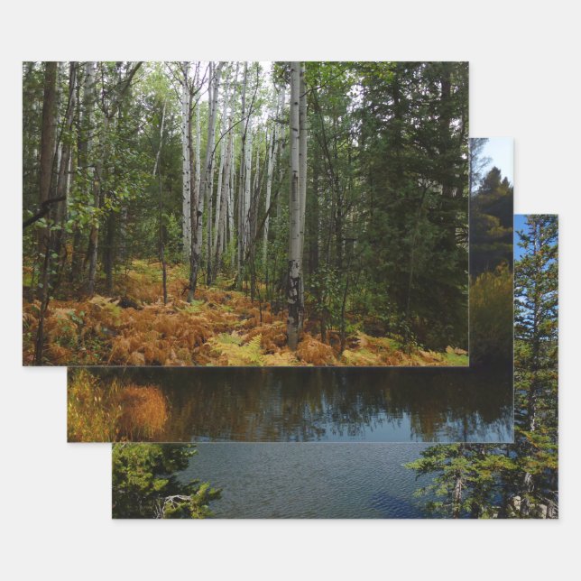 White Birch Trees and Fall Ferns at Rocky Mountain Wrapping Paper Sheets (Set)