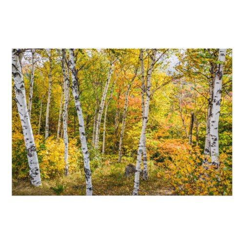 White Birches in Autumn Photo Print