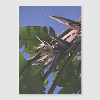 White Bird of Paradise - Flexible Photo Magnet 
