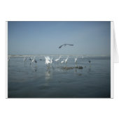 White birds featehres hakuna matata.JPG (Front Horizontal)