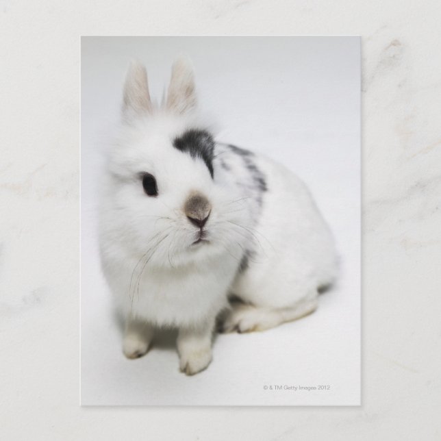 White, black and brown rabbit postcard (Front)