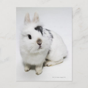 White, black and brown rabbit postcard