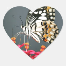 White Black and Yellow Butterfly on Pink Flowers