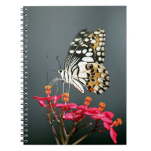 White Black and Yellow Butterfly on Pink Flowers