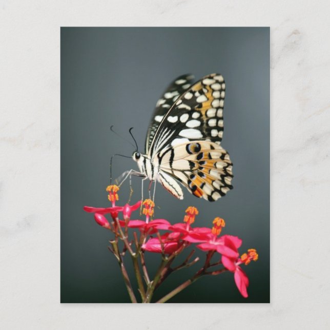 White Black and Yellow Butterfly on Pink Flowers Postcard (Front)