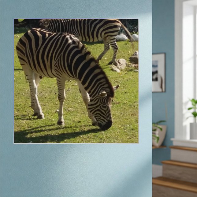White Black Striped Zebras Photo Glossy Poster (On Wall)