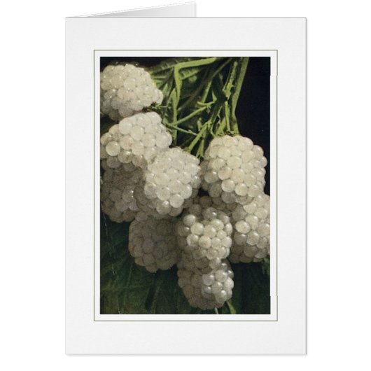 White Blackberry Cards (Front)