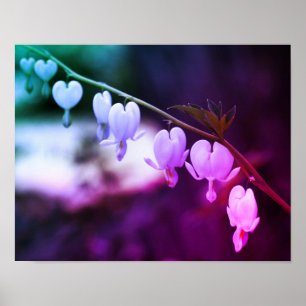 White Bleeding Heart Flowers Tinted Poster