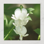 White Bleeding Heart Invitation