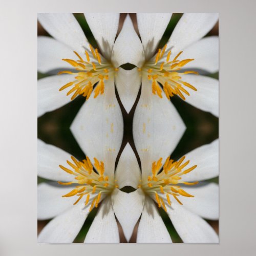 White Bloodroot Flower Close Up Abstract  Poster