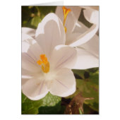 White Bloom Dappled Light (Front)