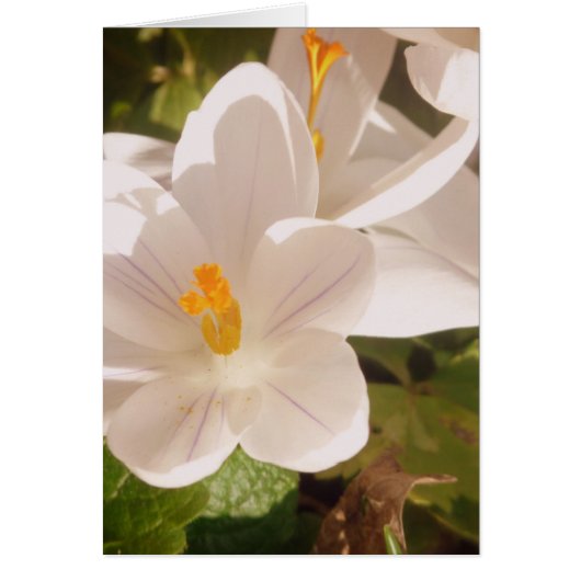 White Bloom Dappled Light Cards (Front)