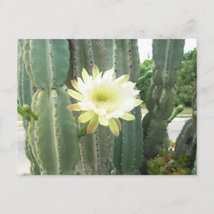 White Bloom On Cactus Postcard