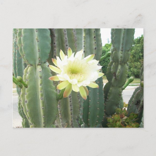 White Bloom On Cactus Postcard (Front)