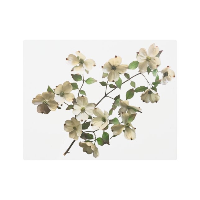 white blooming dogwood branch metal print (Front)
