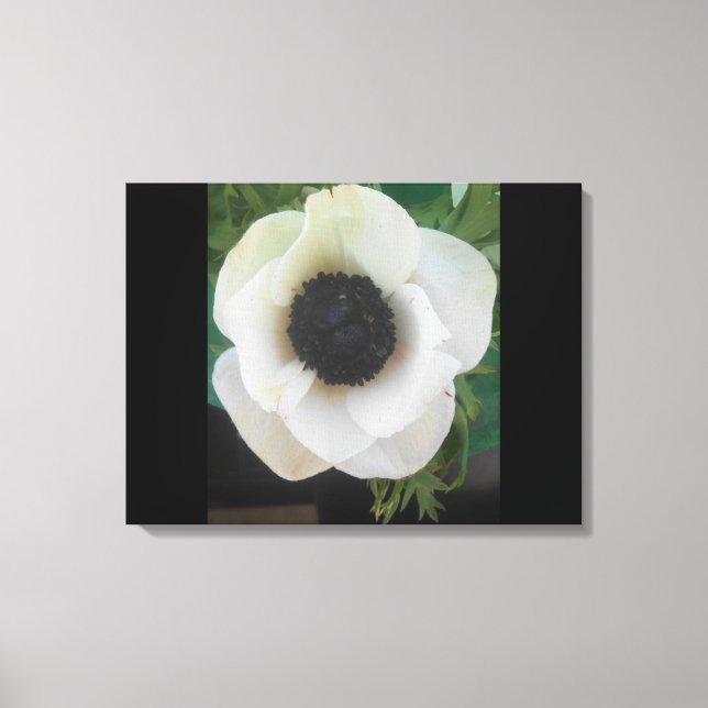 White blooming Flower Canvas Print (Front)