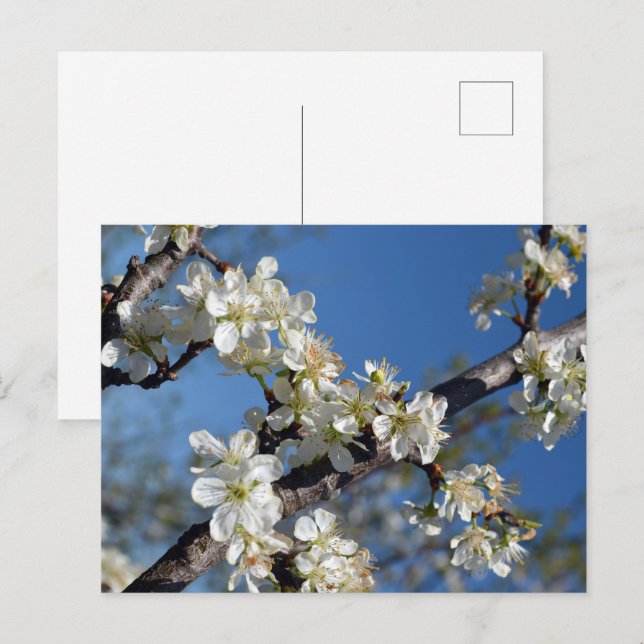 White blooming plum tree branch in spring postcard (Front/Back)