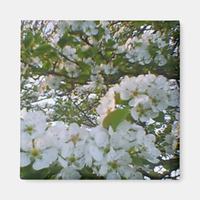 White Blooms Magnet (Front)