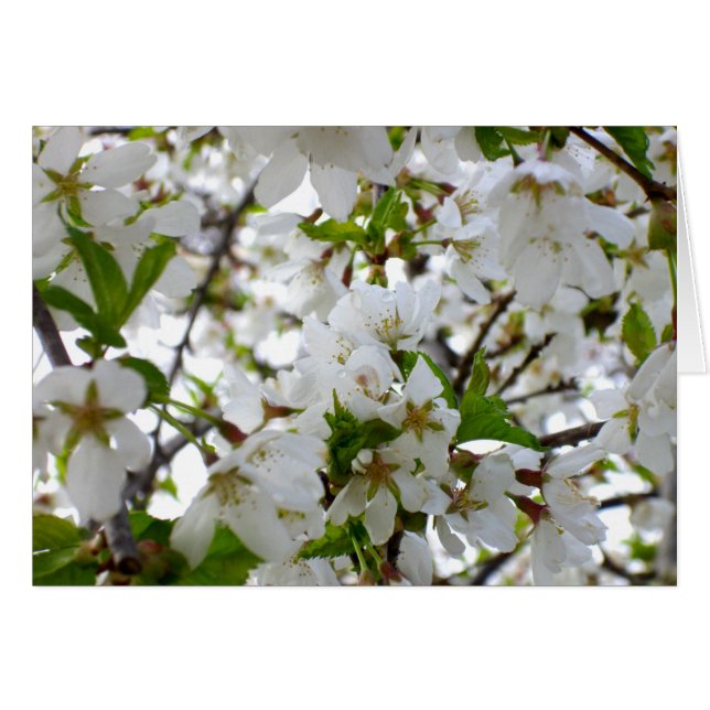 White Blossom Cards (Front Horizontal)