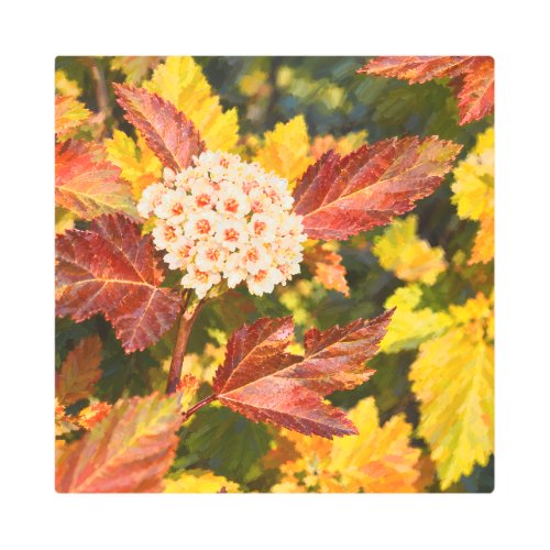 White Blossom Cluster in Golden Autumn Sunlight Metal Print