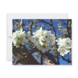 White Blossom Clusters Spring Flowering Pear Tree
