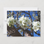 White Blossom Clusters Spring Flowering Pear Tree