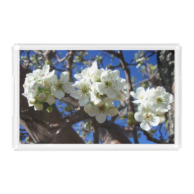 White Blossom Clusters Spring Flowering Pear Tree Acrylic Tray (Front)