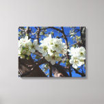 White Blossom Clusters Spring Flowering Pear Tree Canvas Print