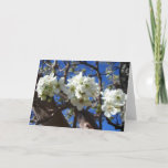 White Blossom Clusters Spring Flowering Pear Tree Card