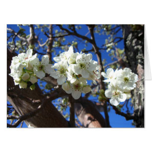 White Blossom Clusters Spring Flowering Pear Tree Card