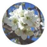 White Blossom Clusters Spring Flowering Pear Tree Classic Round Sticker