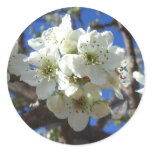 White Blossom Clusters Spring Flowering Pear Tree Classic Round Sticker