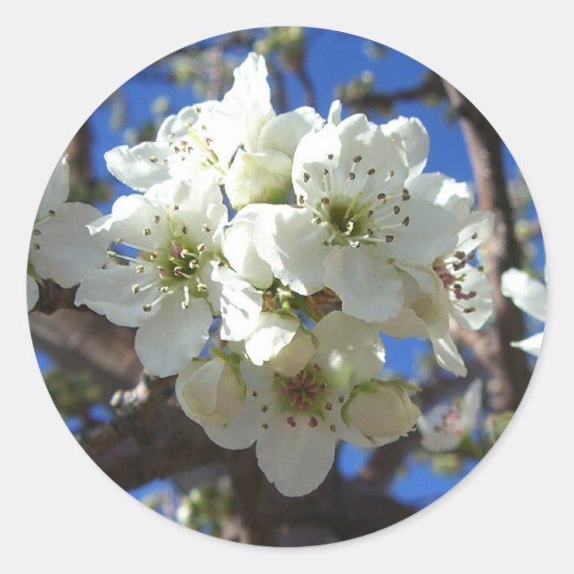 White Blossom Clusters Spring Flowering Pear Tree Classic Round Sticker (Front)