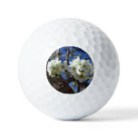White Blossom Clusters Spring Flowering Pear Tree Golf Balls