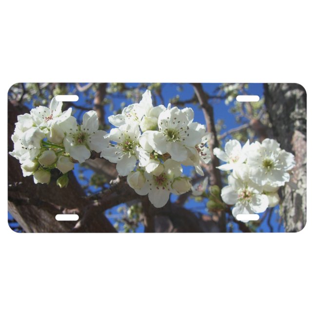 White Blossom Clusters Spring Flowering Pear Tree License Plate (Front)