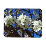 White Blossom Clusters Spring Flowering Pear Tree Magnet